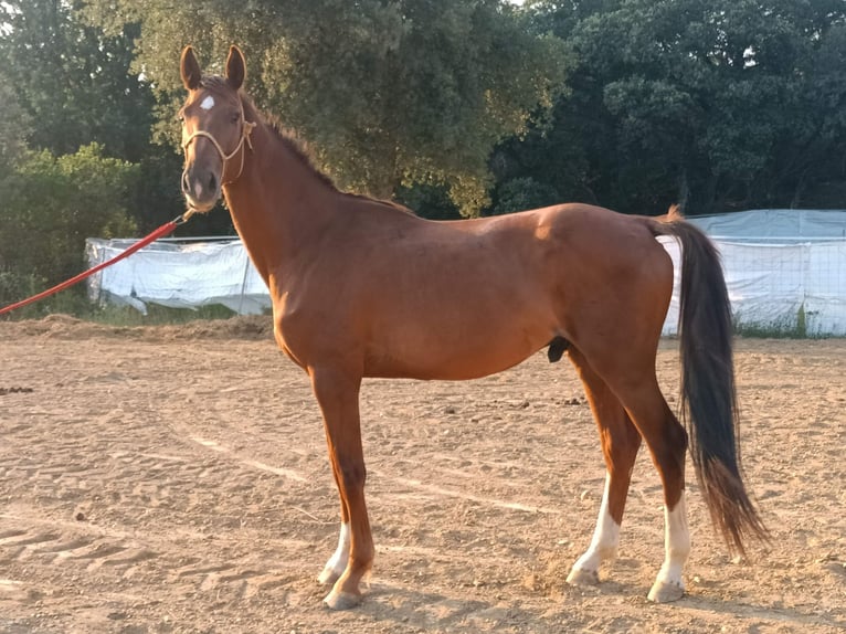 Spaans sportpaard Hengst 4 Jaar 166 cm Vos in Ponferrada