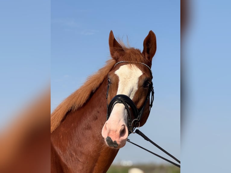 Spaans sportpaard Hengst 4 Jaar 175 cm Vos in Cartagena