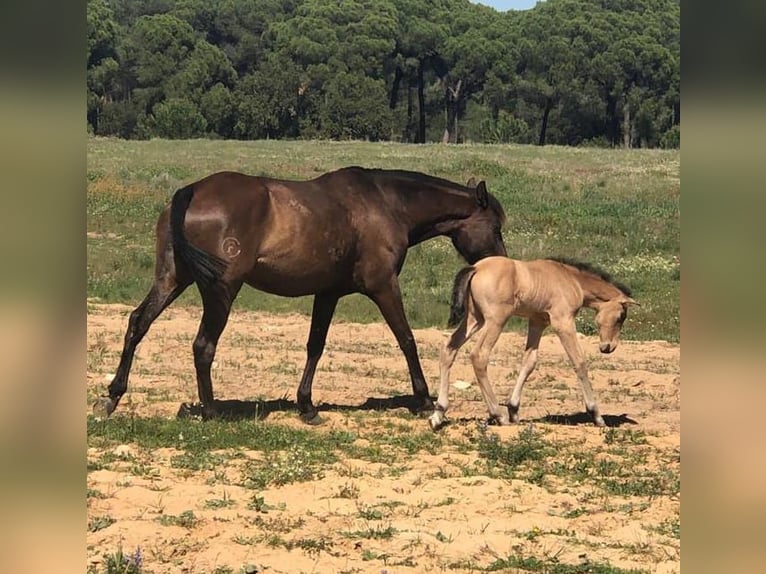 Spaans sportpaard Hengst 5 Jaar 159 cm Falbe in Pedralba