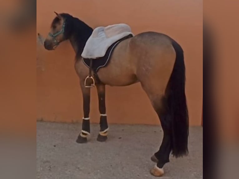 Spaans sportpaard Hengst 5 Jaar 159 cm Falbe in Pedralba