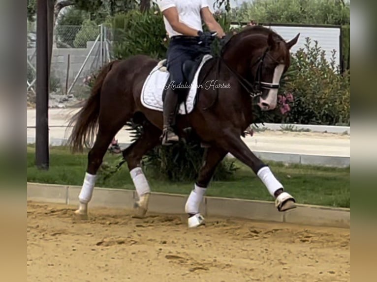 Spaans sportpaard Hengst 5 Jaar 163 cm Donkere-vos in Sevilla