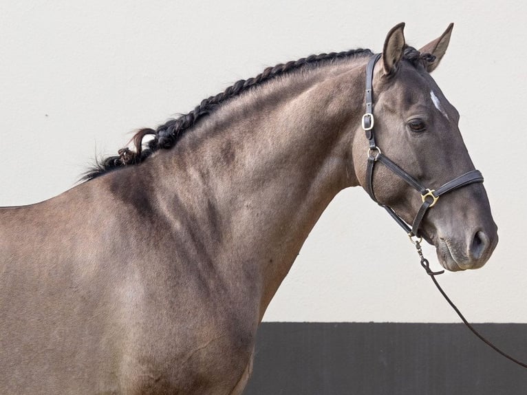 Spaans sportpaard Hengst 5 Jaar 164 cm Grullo in Navas Del Madroño