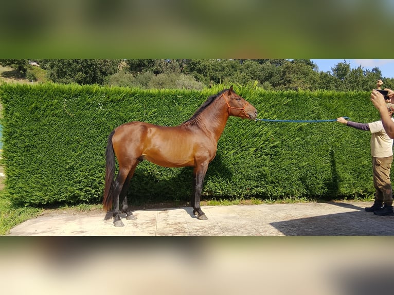 Spaans sportpaard Hengst 5 Jaar 165 cm Bruin in Lierganes