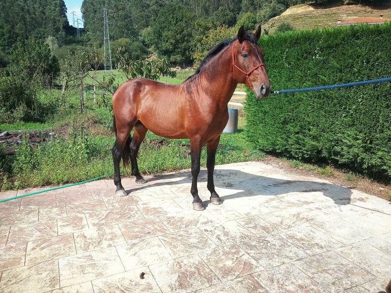 Spaans sportpaard Hengst 5 Jaar 165 cm Bruin in Lierganes