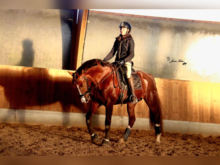 Spaans sportpaard Hengst 5 Jaar 165 cm Roodvos in SALAMANCA