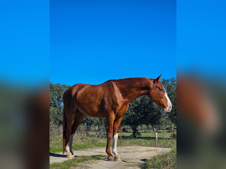 Spaans sportpaard Hengst 5 Jaar 166 cm Vos in Navalmoral De La Mata