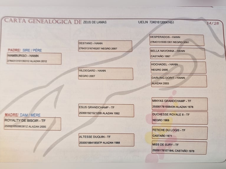 Spaans sportpaard Hengst 5 Jaar 167 cm Vos in Burgos