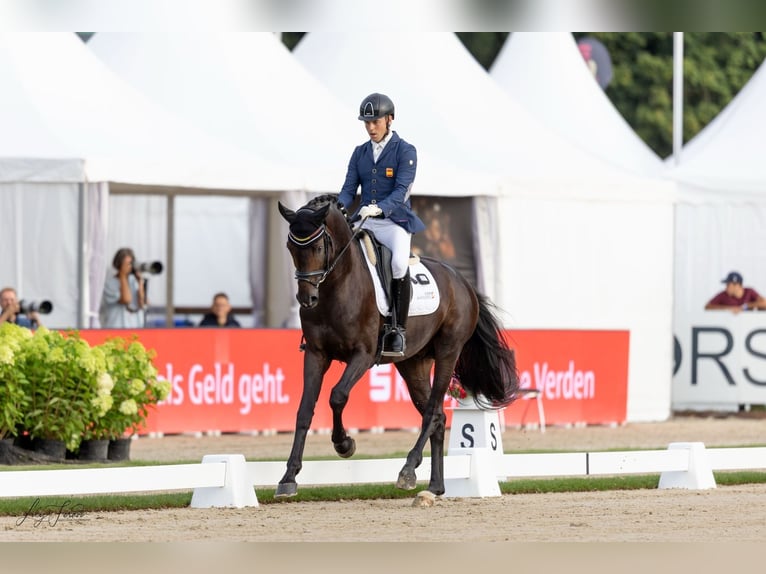 Spaans sportpaard Hengst 5 Jaar 174 cm Donkerbruin in La Cisterniga