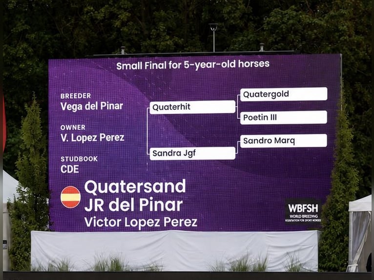 Spaans sportpaard Hengst 5 Jaar 174 cm Donkerbruin in La Cisterniga