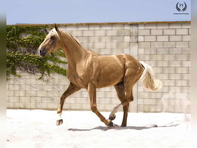 Spaans sportpaard Hengst 6 Jaar 163 cm Palomino in Navalperal De Pinares