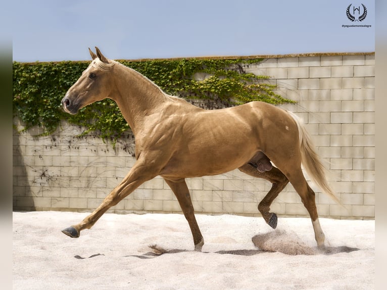 Spaans sportpaard Hengst 6 Jaar 163 cm Palomino in Navalperal De Pinares