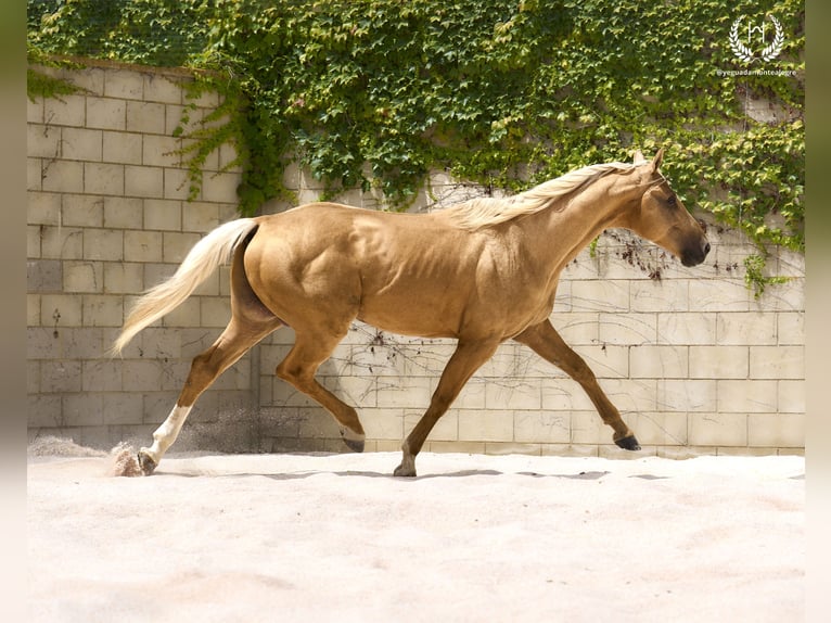 Spaans sportpaard Hengst 6 Jaar 163 cm Palomino in Navalperal De Pinares