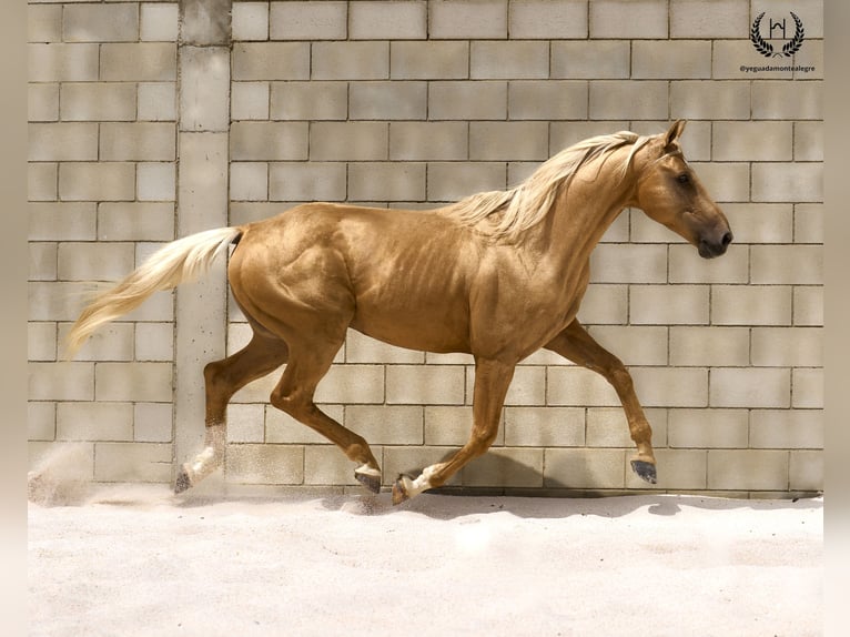 Spaans sportpaard Hengst 6 Jaar 163 cm Palomino in Navalperal De Pinares