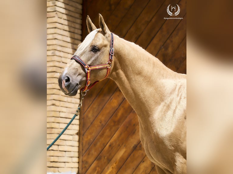 Spaans sportpaard Hengst 6 Jaar 163 cm Palomino in Navalperal De Pinares