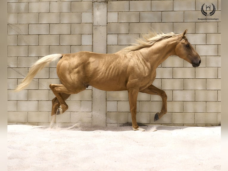 Spaans sportpaard Hengst 6 Jaar 163 cm Palomino in Navalperal De Pinares