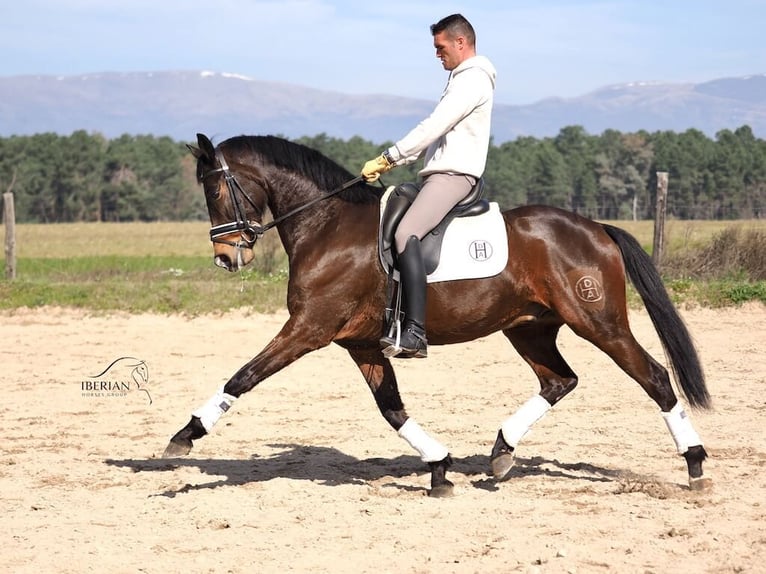 Spaans sportpaard Hengst 6 Jaar 165 cm Bruin in Navas Del Madroño