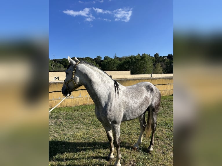 Spaans sportpaard Hengst 6 Jaar 165 cm Schimmel in Santa Maria De Palautordera