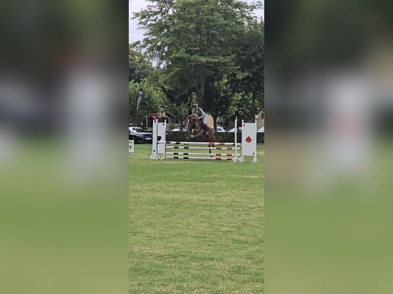 Spaans sportpaard Hengst 6 Jaar 167 cm Vos in Burgos