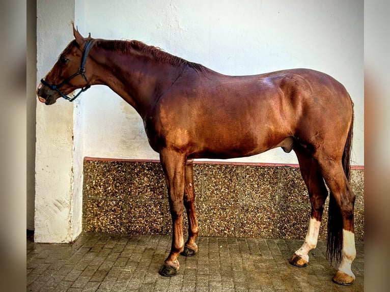 Spaans sportpaard Hengst 6 Jaar 175 cm Vos in Sevilla