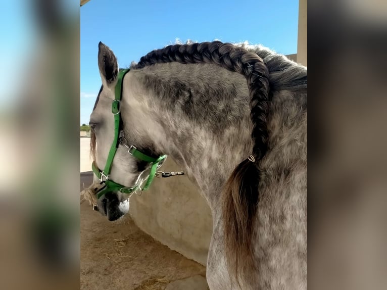 Spaans sportpaard Hengst 8 Jaar 162 cm Schimmel in Los Arenales Del Sol