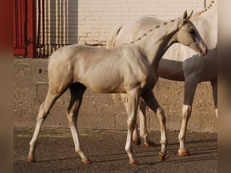Spaans sportpaard Mix Hengst 9 Jaar 167 cm Palomino in Valencia