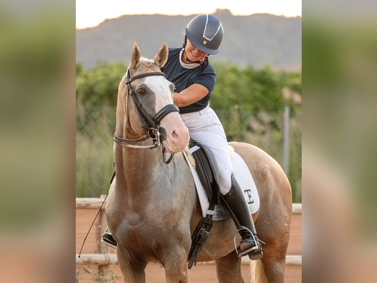 Spaans sportpaard Hengst 9 Jaar 167 cm Palomino in Turis (Valencia)