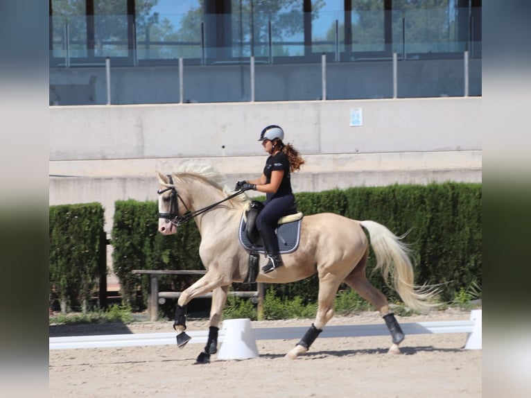 Spaans sportpaard Hengst 9 Jaar 167 cm Palomino in Turis (Valencia)