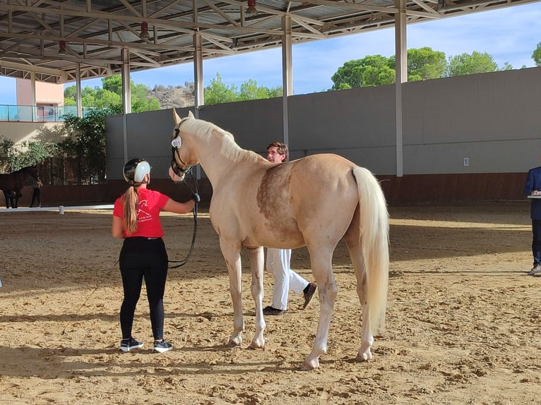 Spaans sportpaard Hengst 9 Jaar 167 cm Palomino in Turis (Valencia)