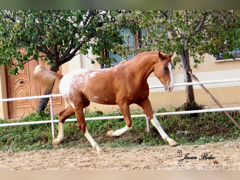 Spaans sportpaard Hengst Appaloosa in Salamanca