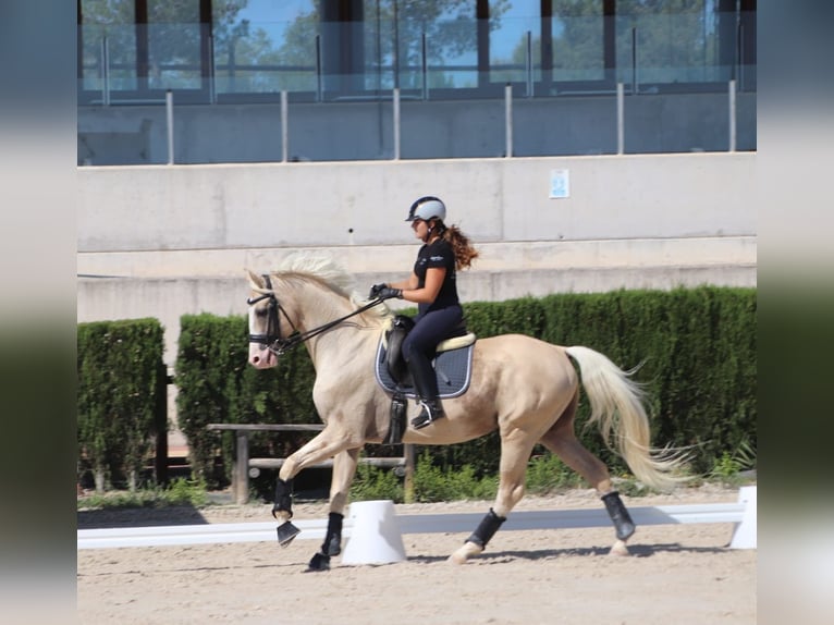 Spaans sportpaard Hengst Palomino in Turis (Valencia)