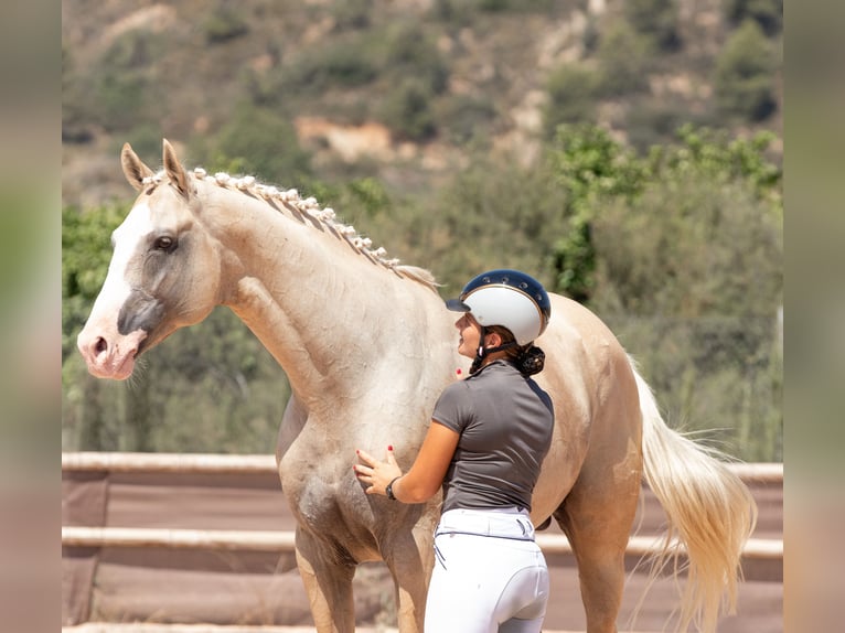 Spaans sportpaard Hengst Palomino in Turis (Valencia)