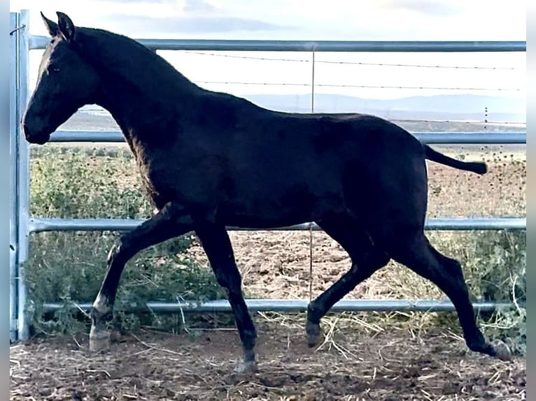 Spaans sportpaard Hengst Veulen (04/2025) 165 cm Zwart in Bienvenida