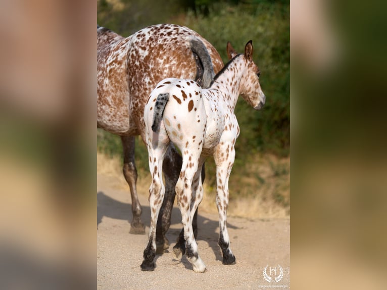 Spaans sportpaard Hengst Veulen (07/2026) Appaloosa in Navalperal De Pinares