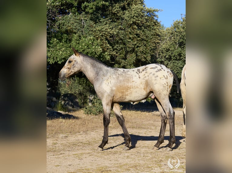 Spaans sportpaard Hengst veulen (03/2024) Appaloosa in Navalperal De Pinares