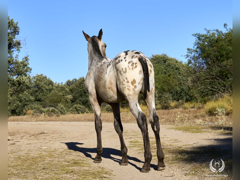 Spaans sportpaard Hengst veulen (03/2024) Appaloosa in Navalperal De Pinares