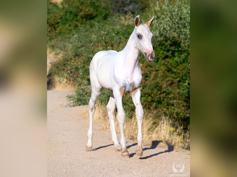 Spaans sportpaard Hengst Veulen (04/2026) Appaloosa in Navalperal De Pinares
