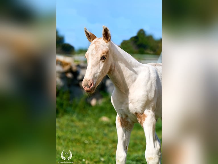 Spaans sportpaard Hengst Veulen (04/2026) Appaloosa in Navalperal De Pinares
