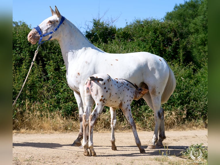 Spaans sportpaard Hengst Veulen (05/2026) Appaloosa in Navalperal De Pinares