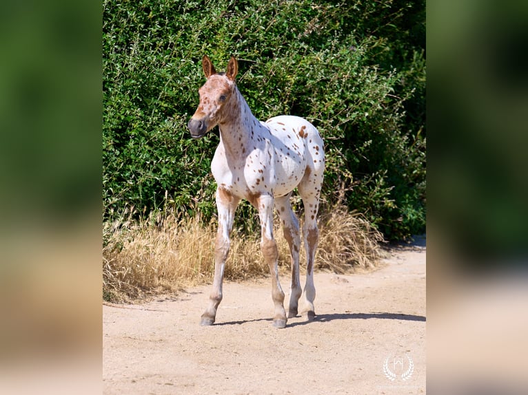 Spaans sportpaard Hengst Veulen (05/2026) Appaloosa in Navalperal De Pinares