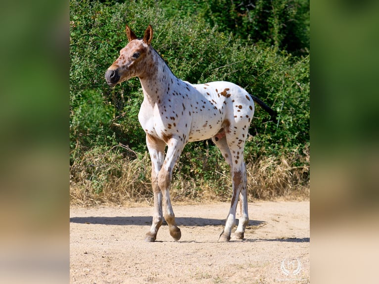 Spaans sportpaard Hengst Veulen (05/2026) Appaloosa in Navalperal De Pinares
