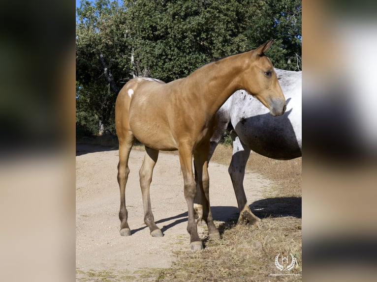 Spaans sportpaard Hengst veulen (05/2024) Appaloosa in Navalperal De Pinares