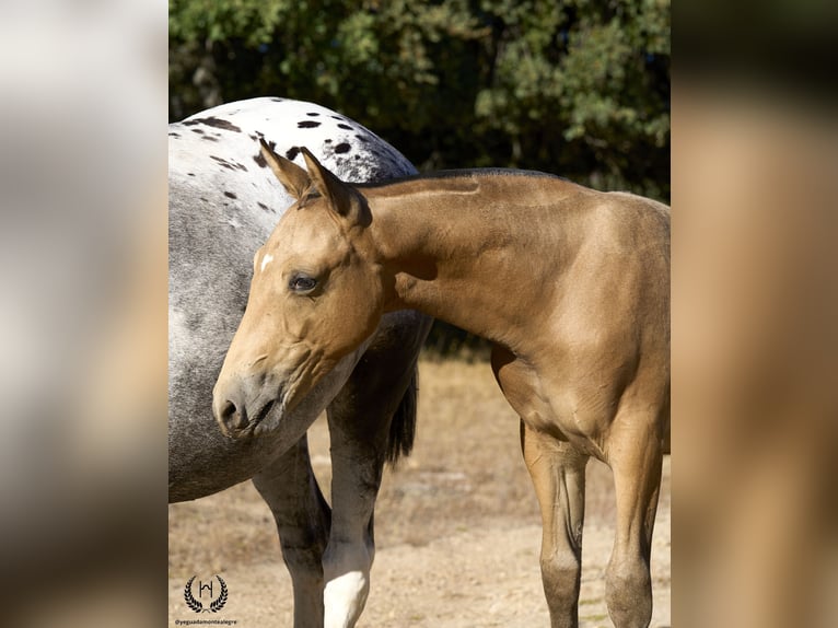 Spaans sportpaard Hengst veulen (05/2024) Appaloosa in Navalperal De Pinares