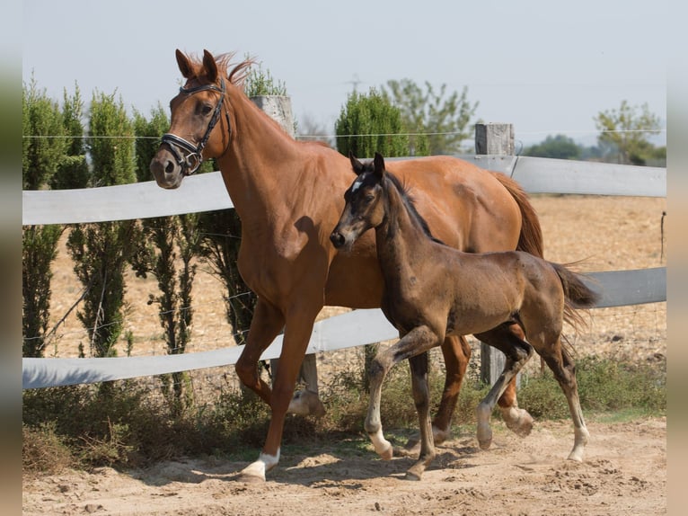 Spaans sportpaard Hengst Veulen (01/2025) Bruin in Jerez De La Frontera