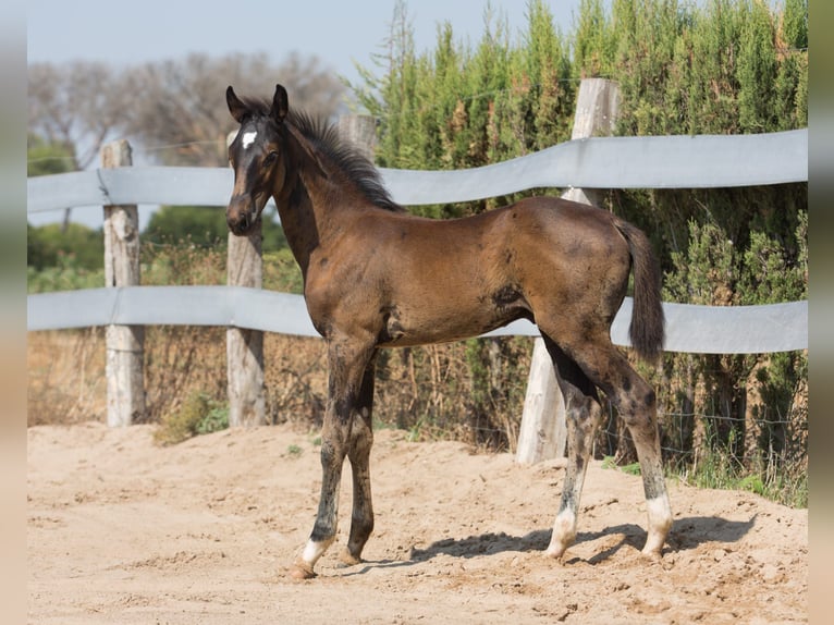 Spaans sportpaard Hengst Veulen (01/2025) Bruin in Jerez De La Frontera