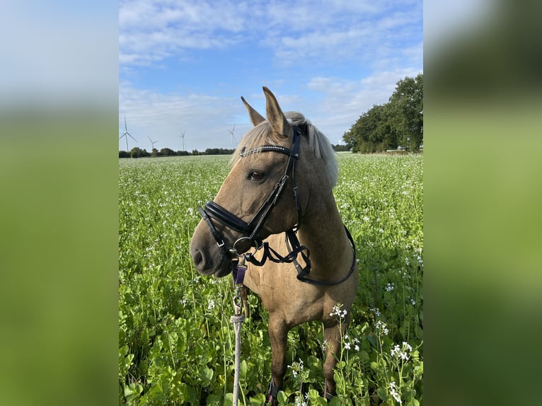 Spaans sportpaard Merrie 10 Jaar 142 cm Palomino in Eggstedt
