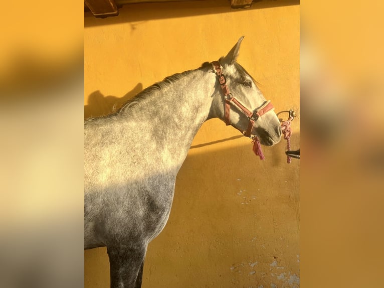 Spaans sportpaard Mix Merrie 10 Jaar 152 cm Schimmel in Vanacloig