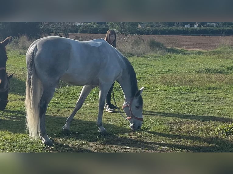 Spaans sportpaard Mix Merrie 10 Jaar 152 cm Schimmel in Vanacloig