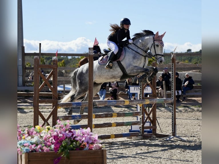 Spaans sportpaard Mix Merrie 10 Jaar 152 cm Schimmel in Vanacloig