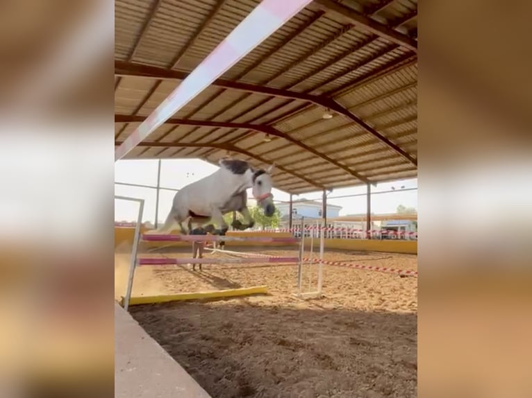 Spaans sportpaard Mix Merrie 10 Jaar 152 cm Schimmel in Vanacloig