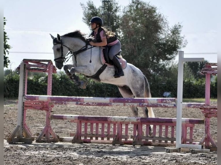 Spaans sportpaard Mix Merrie 10 Jaar 152 cm Schimmel in Vanacloig